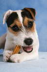 fressender junger Jack Russell Terrier