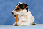 fressender junger Jack Russell Terrier