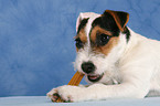 fressender junger Jack Russell Terrier