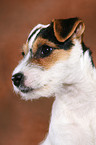 junger Jack Russell Terrier im Portrait