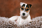 liegender junger Jack Russell Terrier