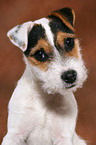 junger Jack Russell Terrier im Portrait