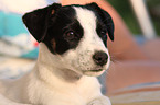 junger Jack Russell Terrier