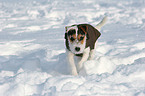 junger Jack Russell Terrier im Schnee