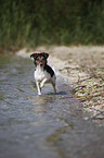 stehender Jack Russell Terrier