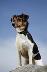 Jack Russell Terrier