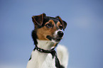 Jack Russell Terrier Portrait