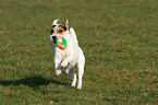 spielender Jack Russell Terrier