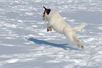 springender Jack Russell Terrier im Schnee