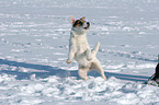 springender Jack Russell Terrier im Schnee