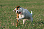 Jack Russell Terrier mit Stckchen