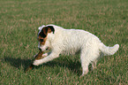 Jack Russell Terrier mit Stckchen