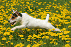 Jack Russell Terrier in Blumenwiese