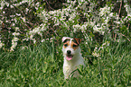 sitzender Jack Russell Terrier im Frhling