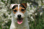 Jack Russell Terrier Portrait im Frhling
