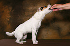 fressender Jack Russell Terrier