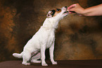 Jack Russell Terrier wird gefttert