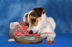 Jack Russell Terrier frisst Schuh an