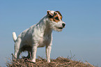 stehender Jack Russell Terrier