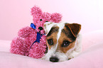 Jack Russell Terrier mit Teddy