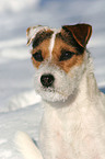 Jack Russell Terrier Portrait