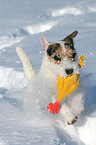 spielender Jack Russell Terrier