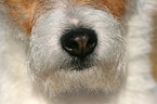 Jack Russell Terrier Nase