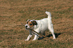 stehender Jack Russell Terrier