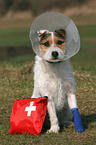 Jack Russell Terrier mit Erste-Hilfe-Tasche