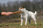 Jack Russell Terrier frisst Kauknochen