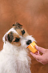 Jack Russell Terrier frisst Joghurt
