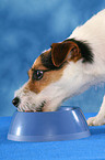 fressender Jack Russell Terrier