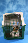 liegender Jack Russell Terrier in Transportbox