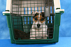 liegender Jack Russell Terrier in Transportbox