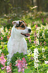 sitzender Jack Russell Terrier