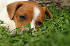 Jack Russell Terrier Welpe