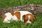 Jack Russell Terrier Welpe