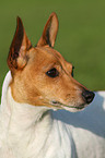 Jack Russell Terrier Portrait