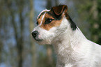 Jack Russell Terrier Portrait