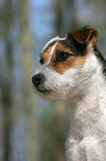 Jack Russell Terrier Portrait