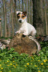 liegender Jack Russell Terrier