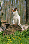 Jack Russell Terrier im Wald