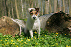 sitzender Jack Russell Terrier