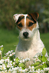 Jack Russell Terrier Portrait im Frhjahr