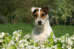 Jack Russell Terrier Portrait im Frhjahr