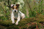 liegender Jack Russell Terrier auf Baumstamm