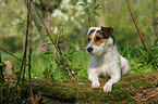 liegender Jack Russell Terrier auf Baumstamm