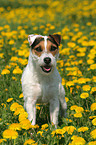 sitzender Jack Russell Terrier in Blumenwiese