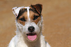 Jack Russell Terrier Portrait