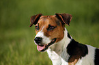 Jack Russell Terrier Portrait